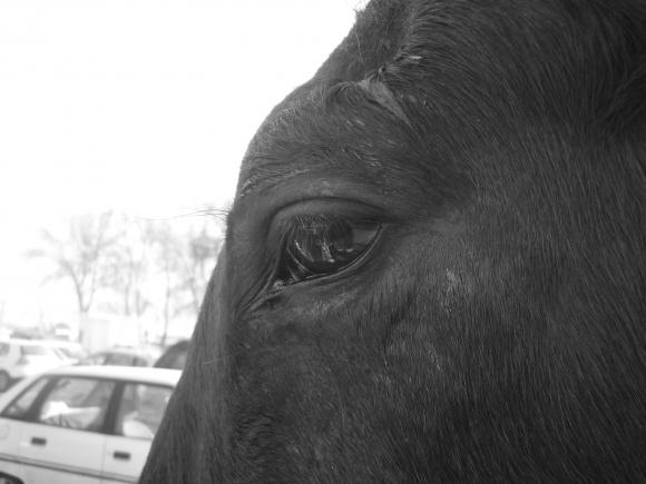 http://cheval-forever.cowblog.fr/images/P1040302.jpg