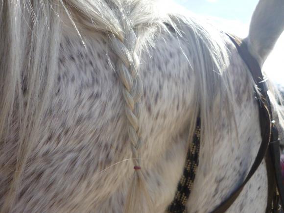http://cheval-forever.cowblog.fr/images/P1110462.jpg